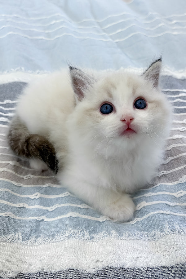 Ares | Ragdoll Kitten