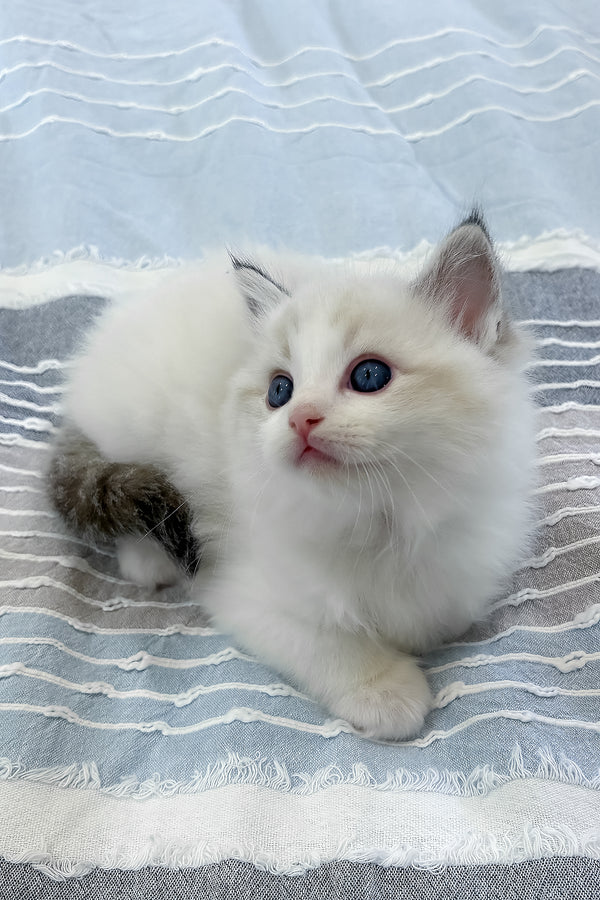Ares | Ragdoll Kitten
