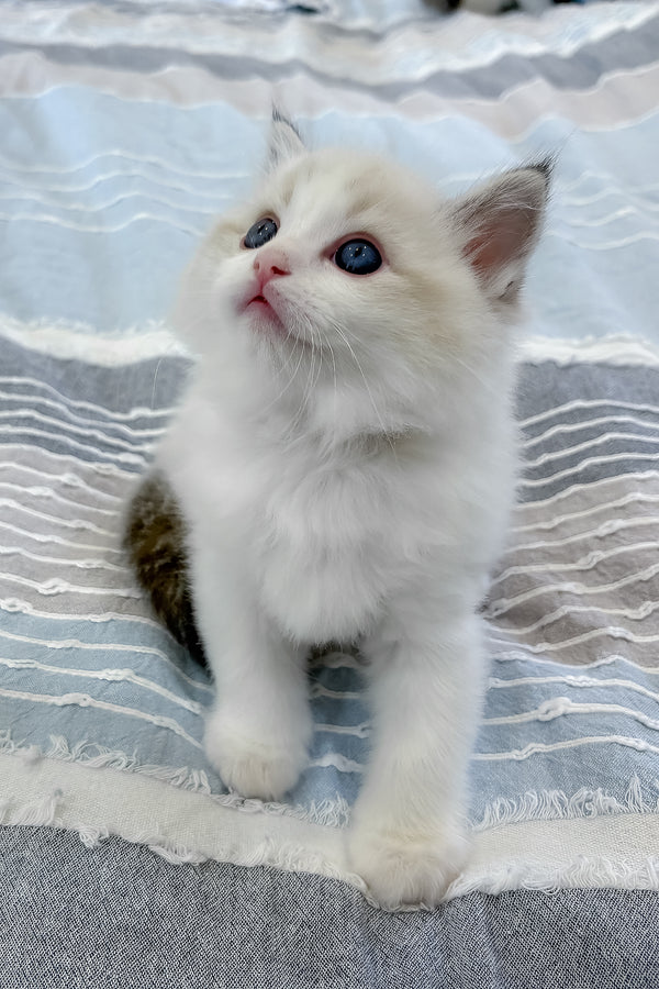 Ares | Ragdoll Kitten