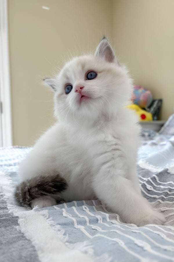 Ares | Ragdoll Kitten