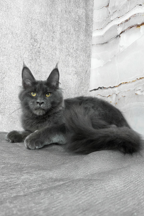 Ares | Maine Coon Kitten