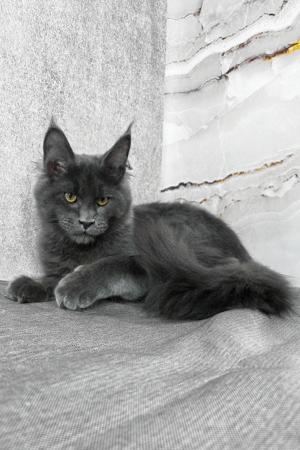Ares | Maine Coon Kitten