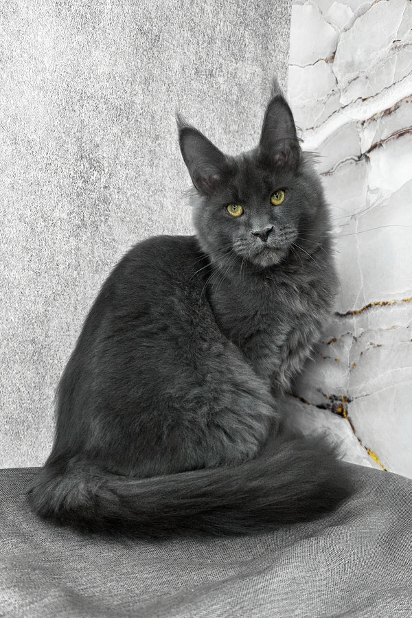 Ares | Maine Coon Kitten