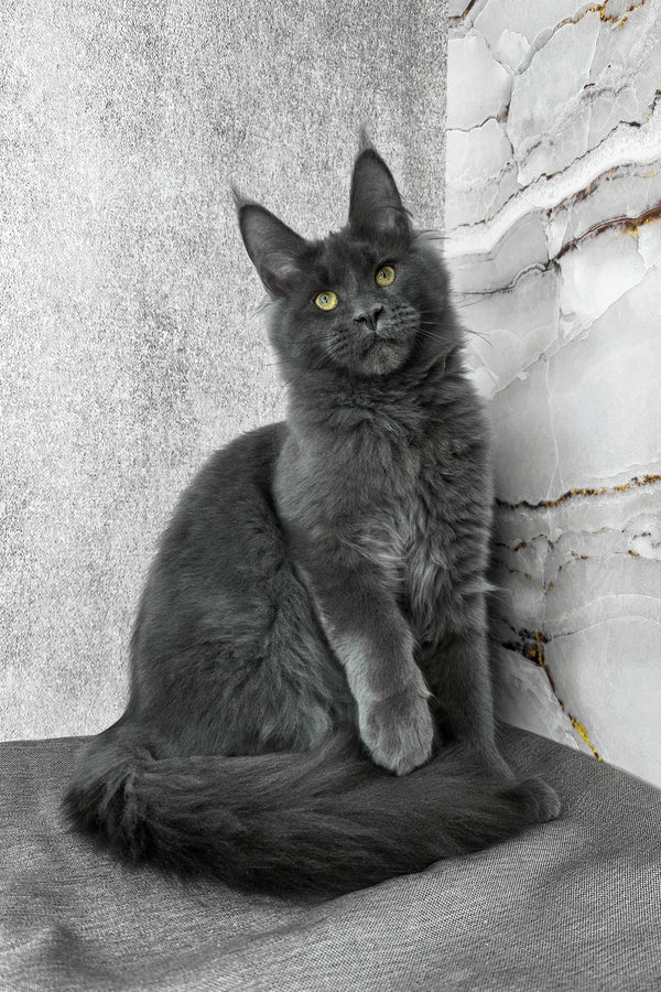 Ares | Maine Coon Kitten