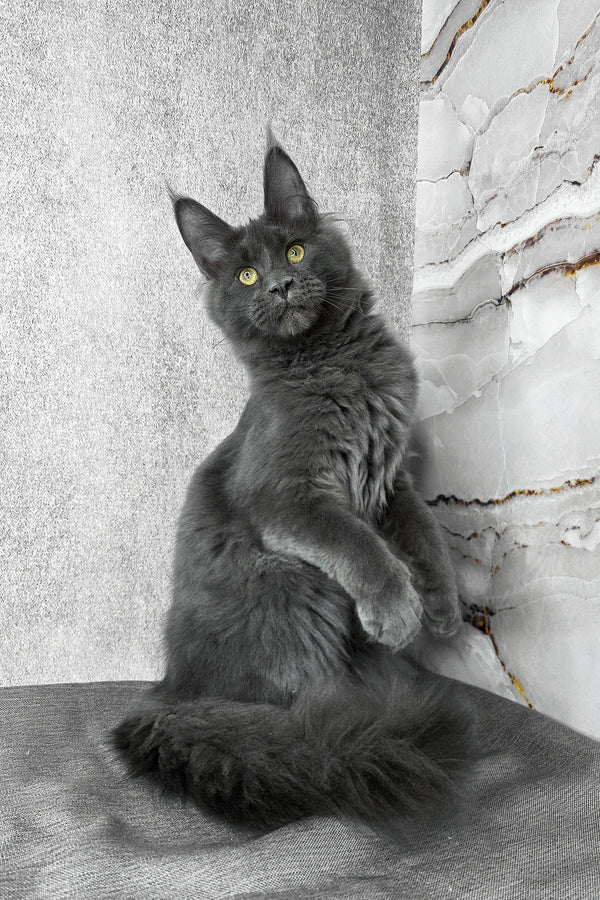 Ares | Maine Coon Kitten