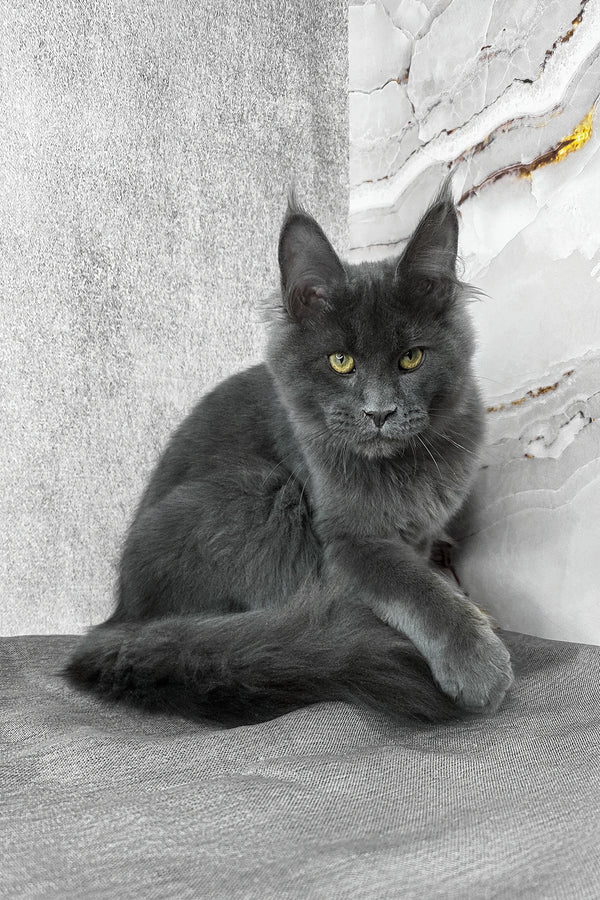 Ares | Maine Coon Kitten