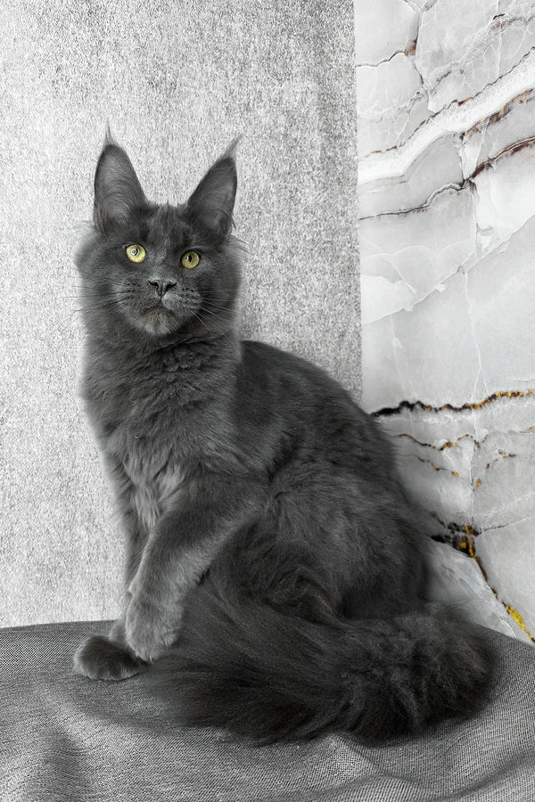 Ares | Maine Coon Kitten