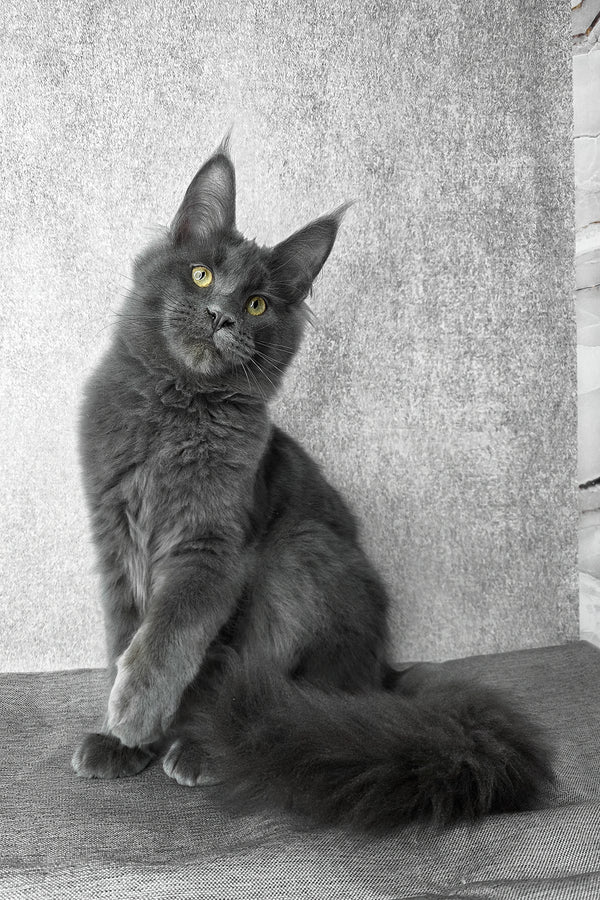 Ares | Maine Coon Kitten