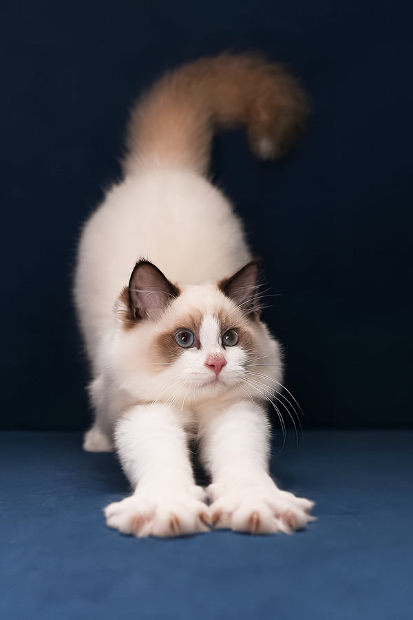Argo | Ragdoll Kitten