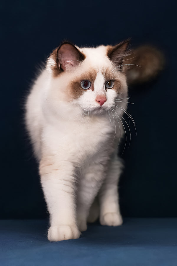 Argo | Ragdoll Kitten