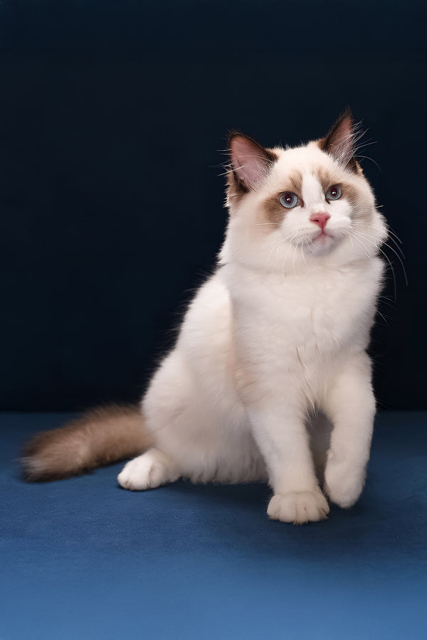 Argo | Ragdoll Kitten