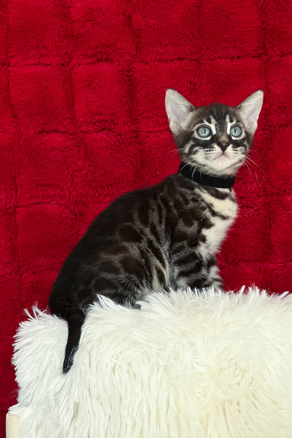 Ariel | Bengal Kitten
