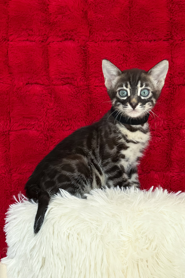 Ariel | Bengal Kitten