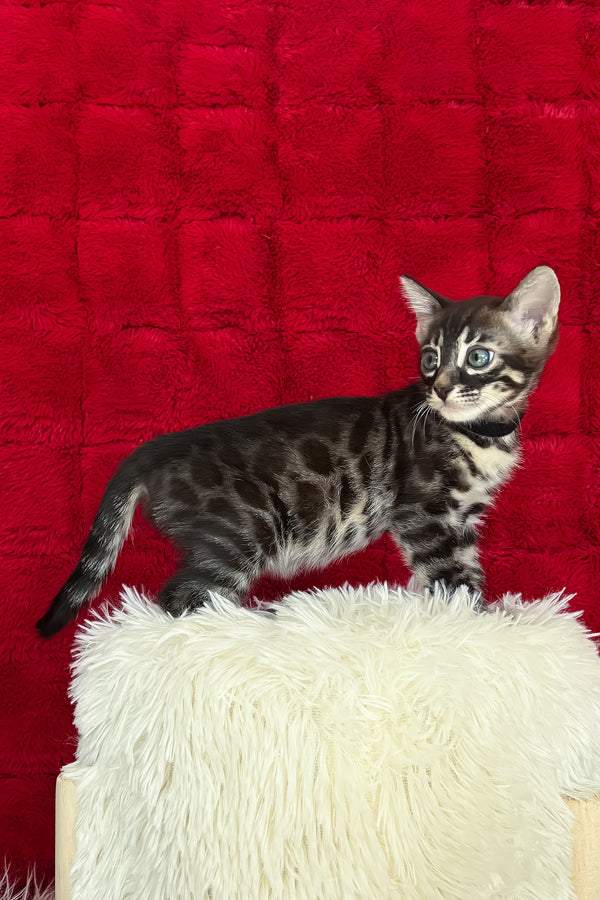 Ariel | Bengal Kitten