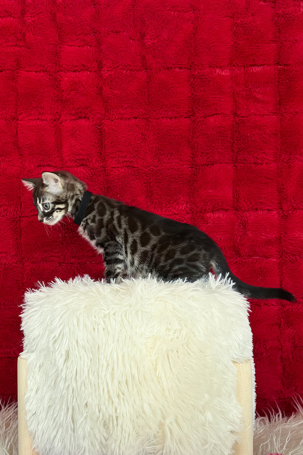 Ariel | Bengal Kitten