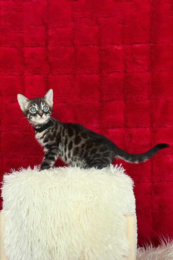 Ariel | Bengal Kitten