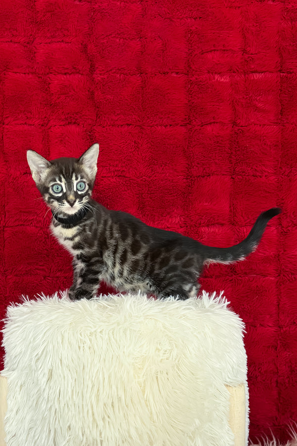 Ariel | Bengal Kitten