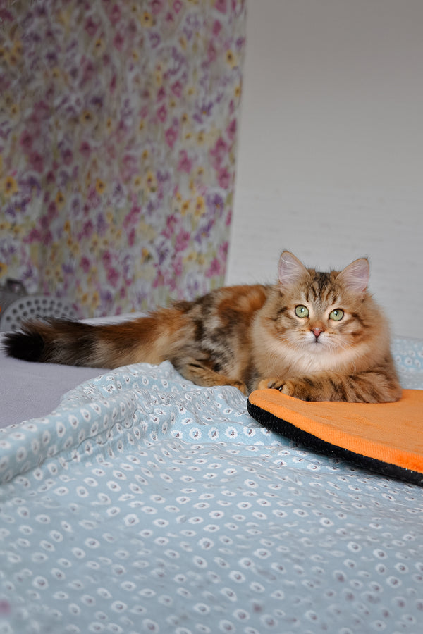 Arina | Siberian Kitten