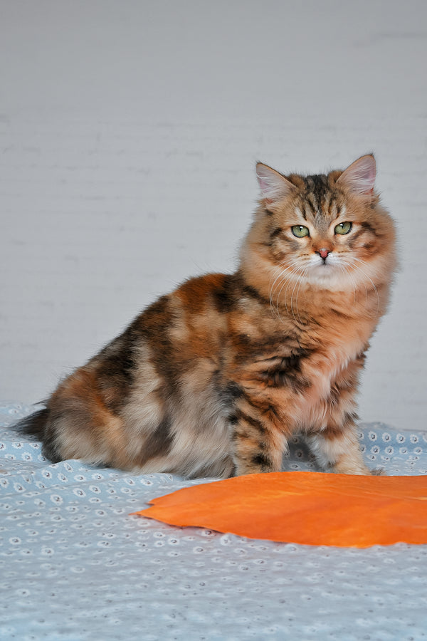 Arina | Siberian Kitten