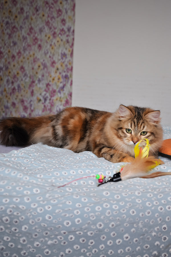 Arina | Siberian Kitten