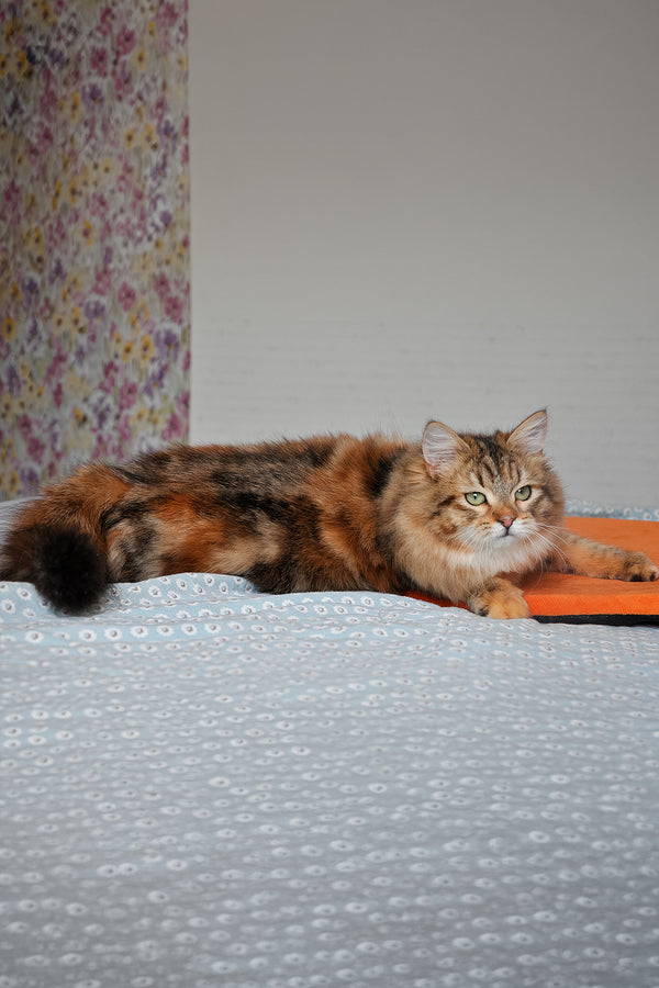 Arina | Siberian Kitten