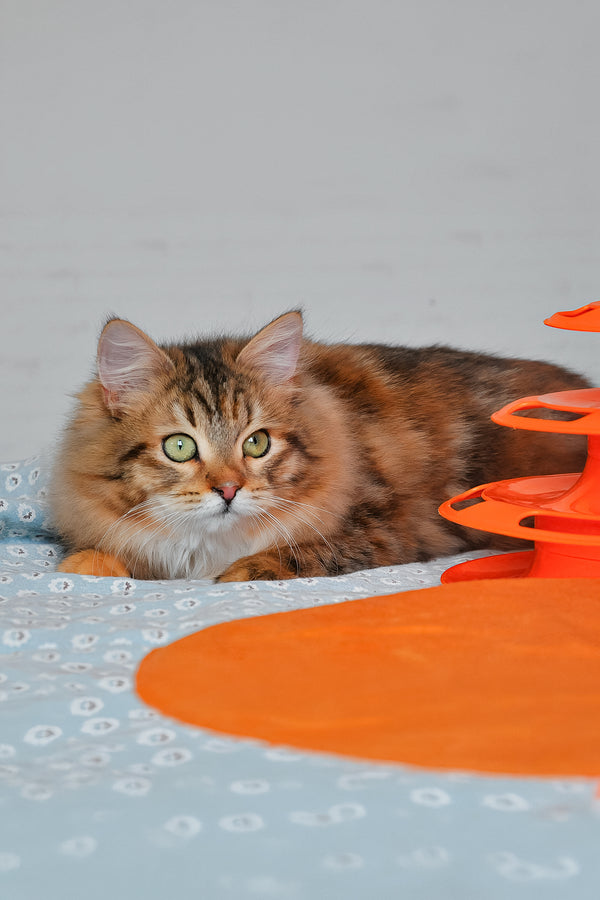 Arina | Siberian Kitten