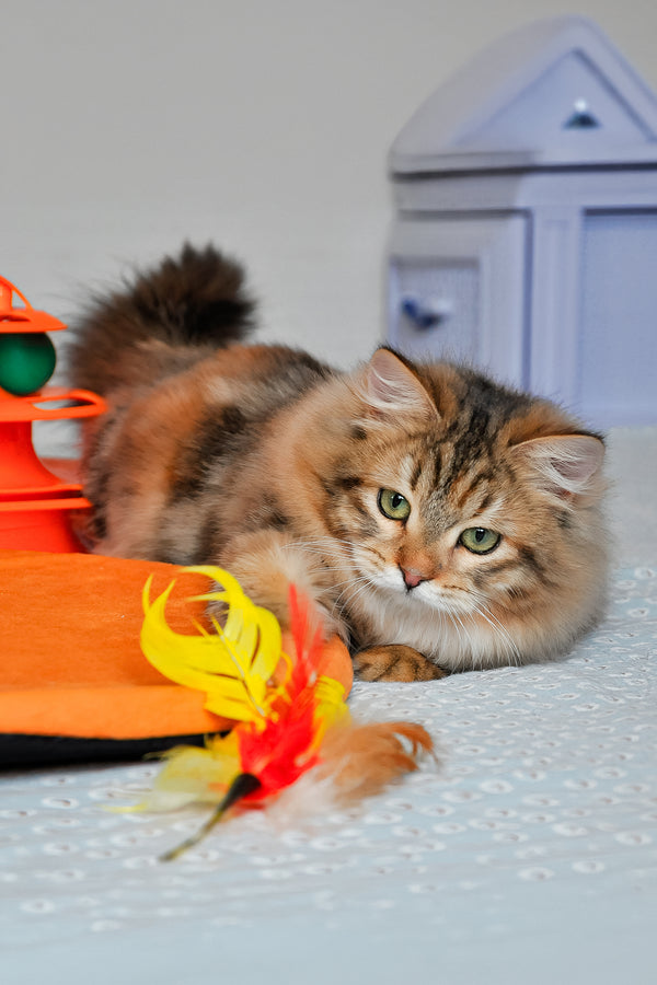 Arina | Siberian Kitten