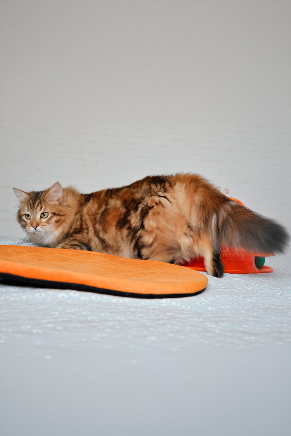 Arina | Siberian Kitten