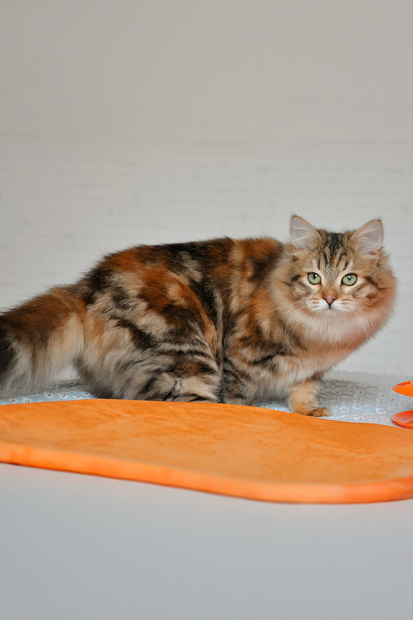 Arina | Siberian Kitten