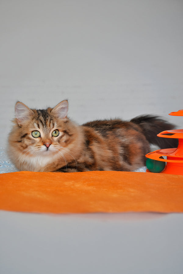 Arina | Siberian Kitten