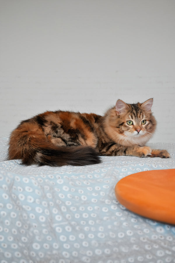 Arina | Siberian Kitten