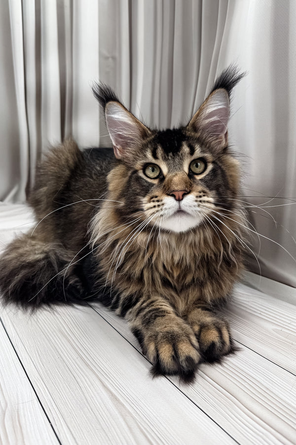 Aristocrat | Maine Coon Kitten