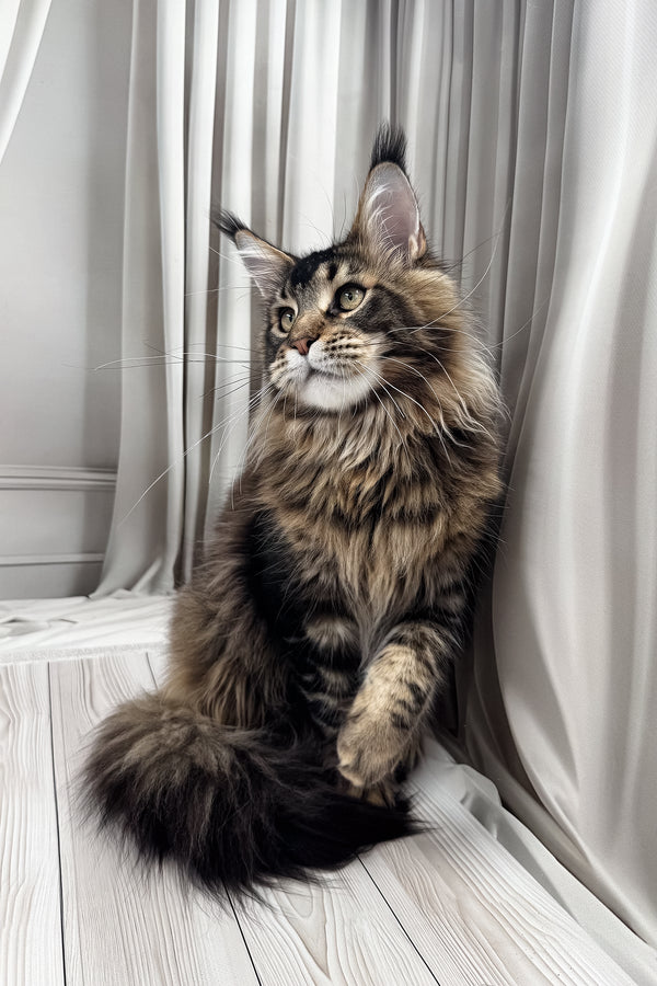 Aristocrat | Maine Coon Kitten