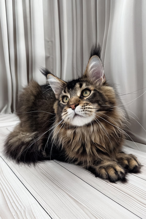 Aristocrat | Maine Coon Kitten