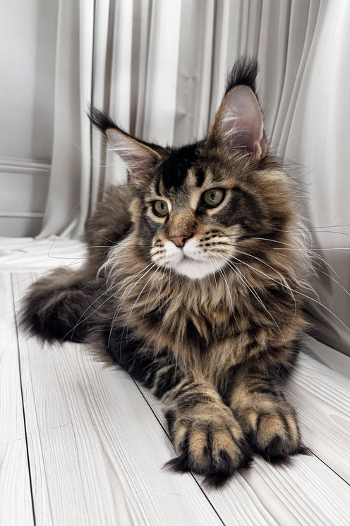Aristocrat | Maine Coon Kitten
