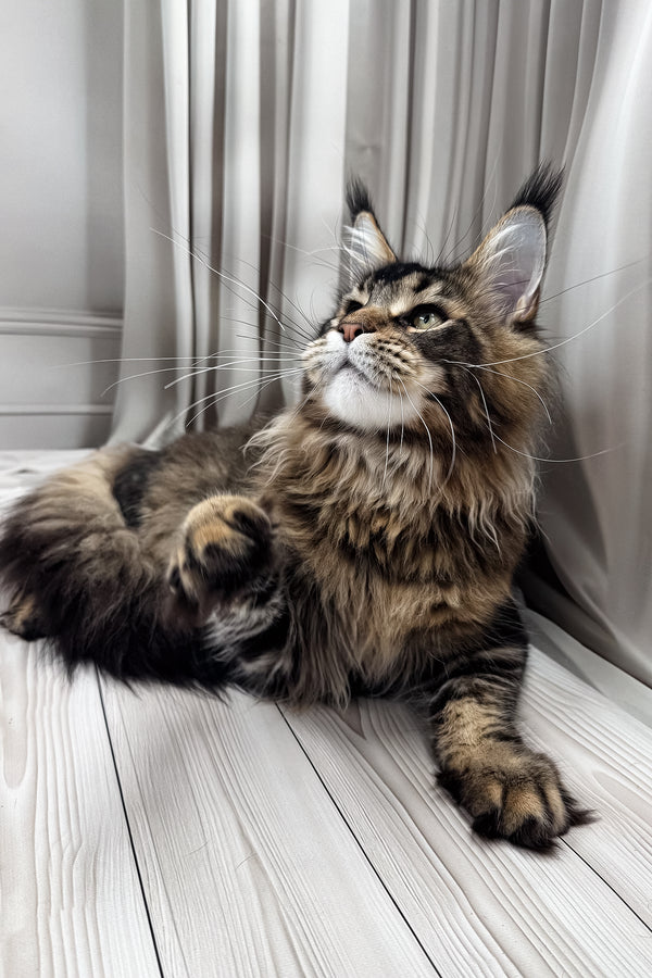 Aristocrat | Maine Coon Kitten