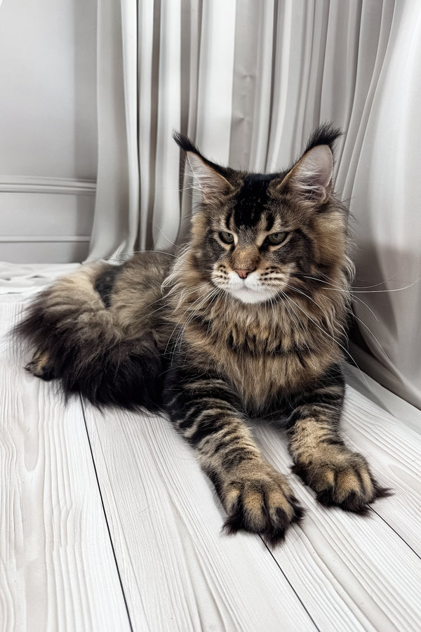 Aristocrat | Maine Coon Kitten