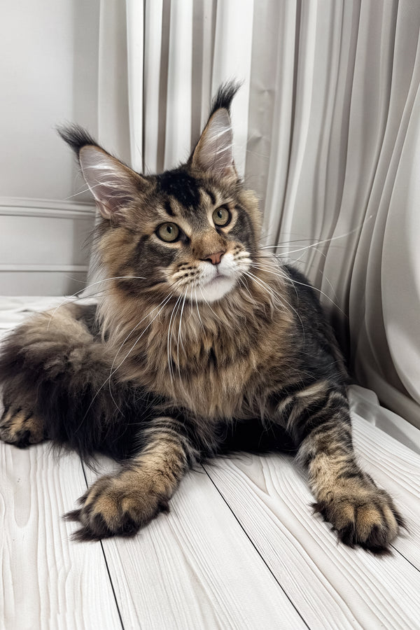 Aristocrat | Maine Coon Kitten