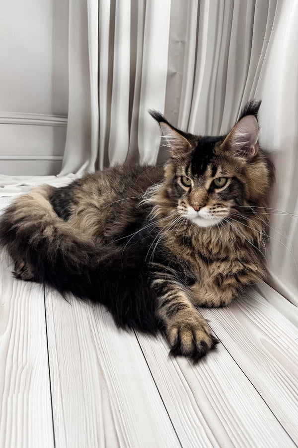 Aristocrat | Maine Coon Kitten