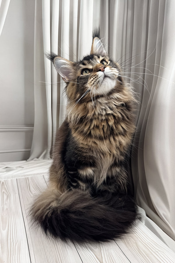 Aristocrat | Maine Coon Kitten