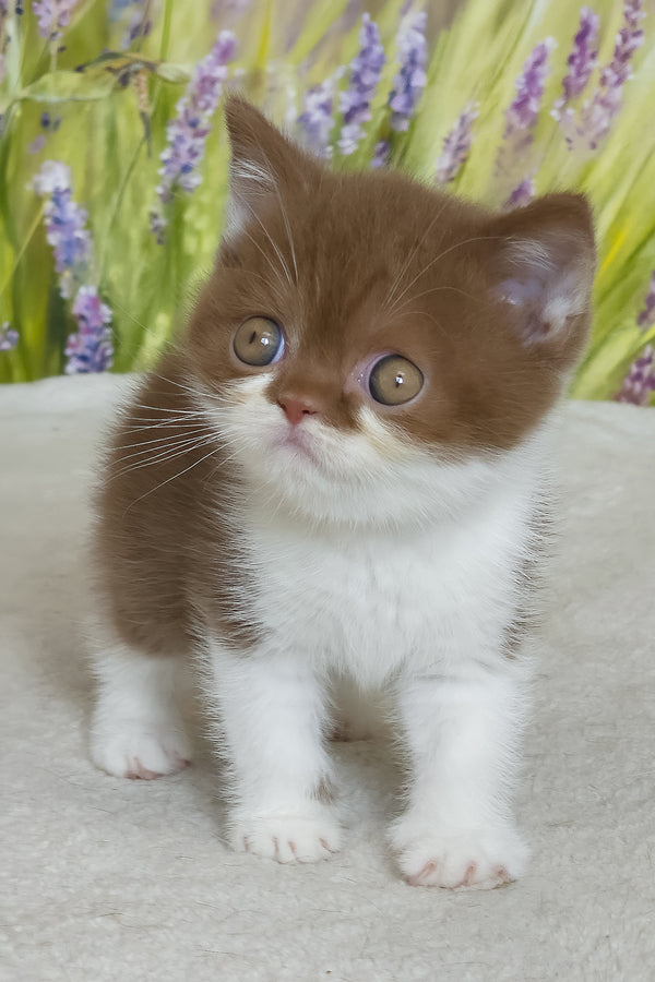 Armani | British Shorthair Kitten