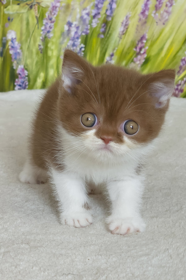 Armani | British Shorthair Kitten