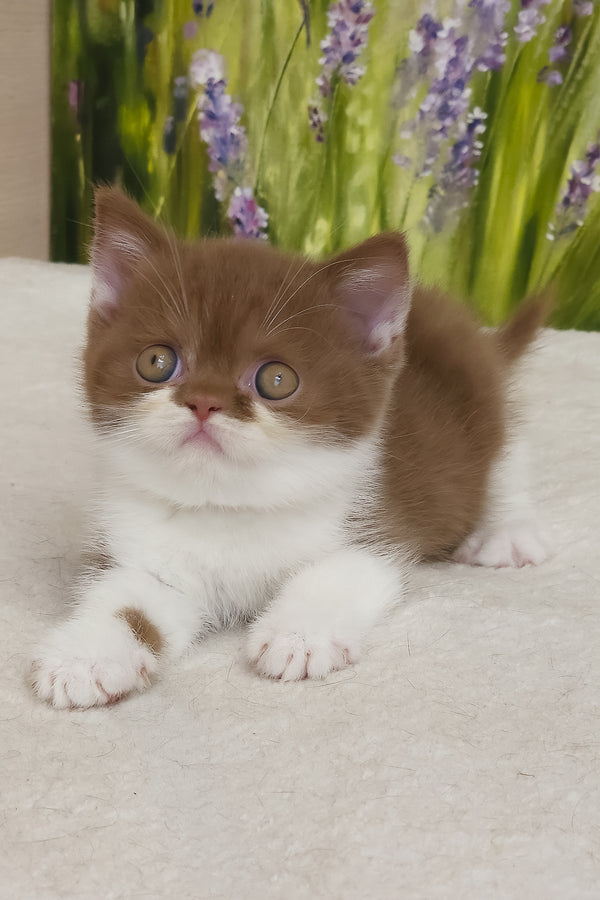 Armani | British Shorthair Kitten