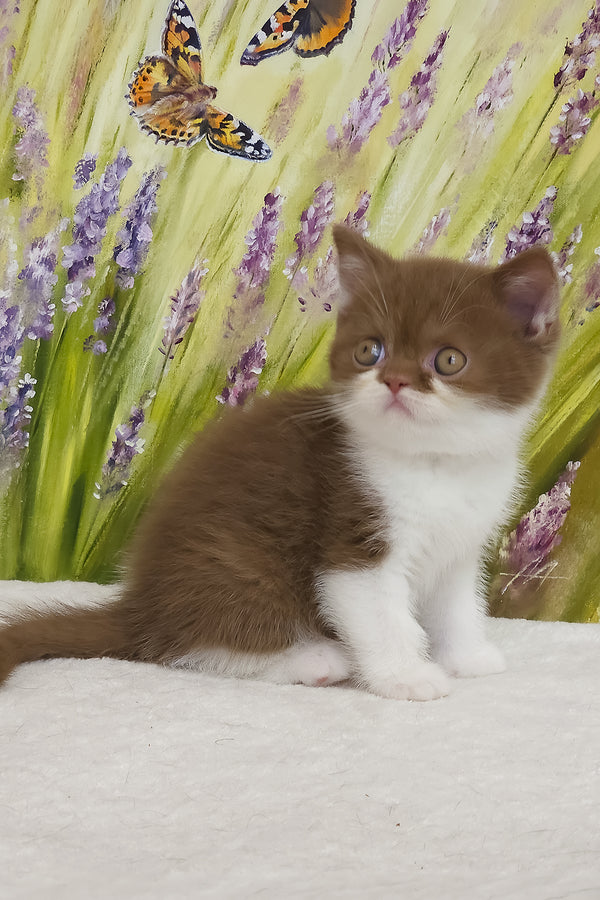 Armani | British Shorthair Kitten