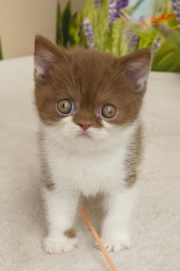 Armani | British Shorthair Kitten
