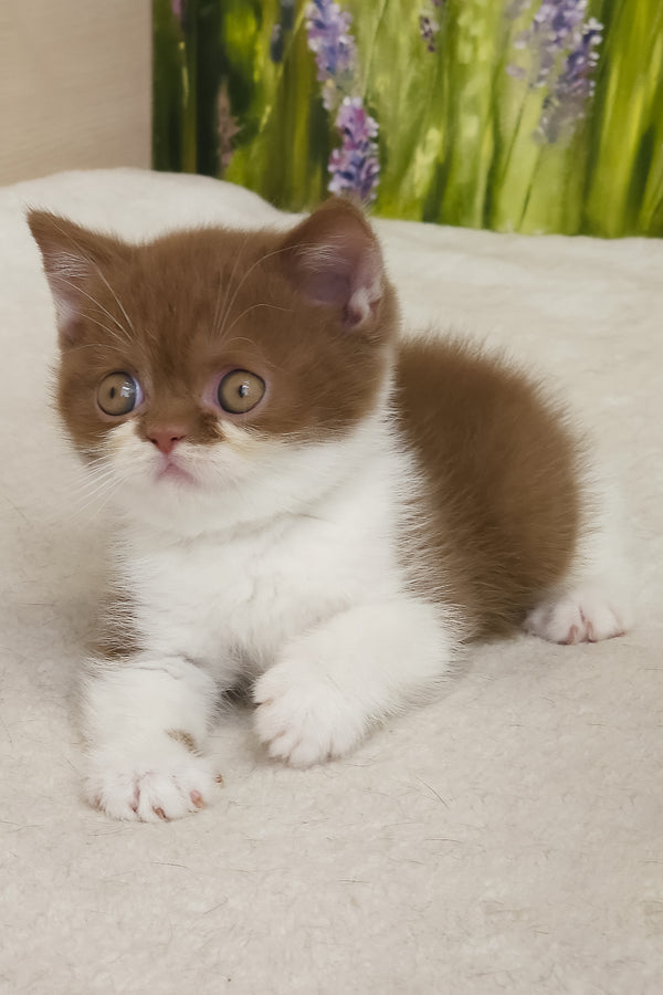 Armani | British Shorthair Kitten