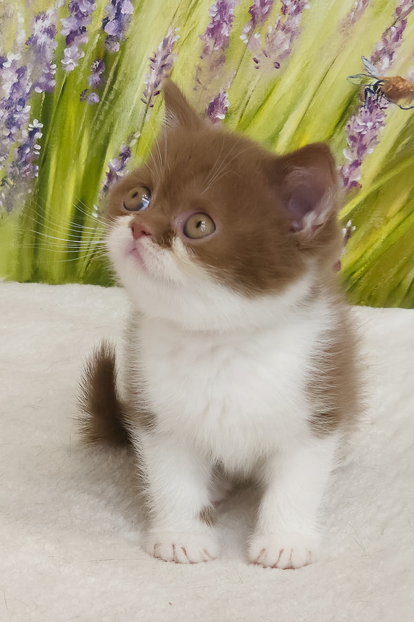 Armani | British Shorthair Kitten