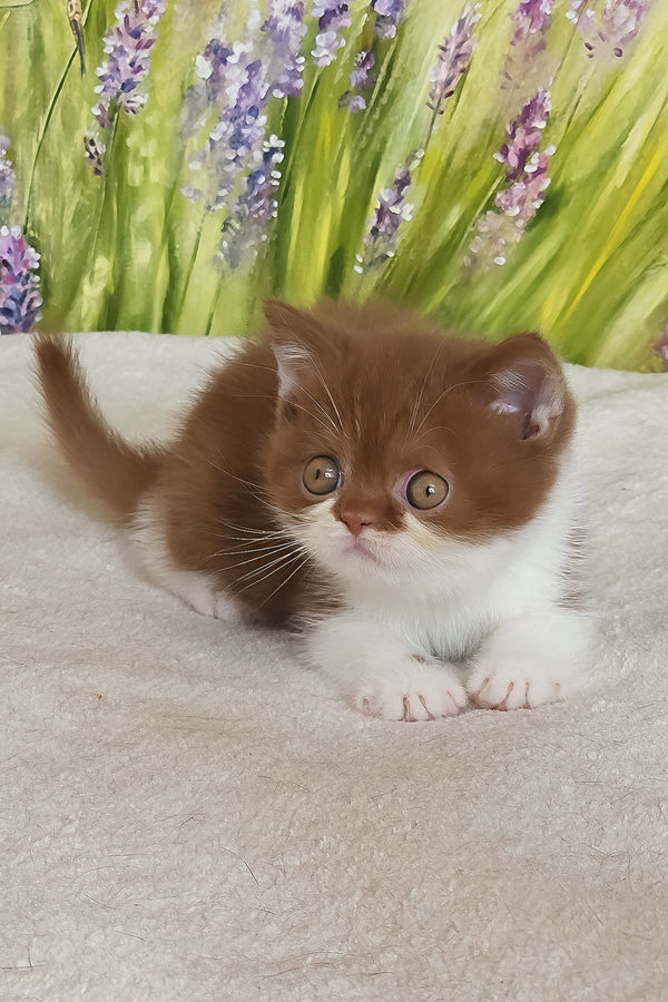Armani | British Shorthair Kitten
