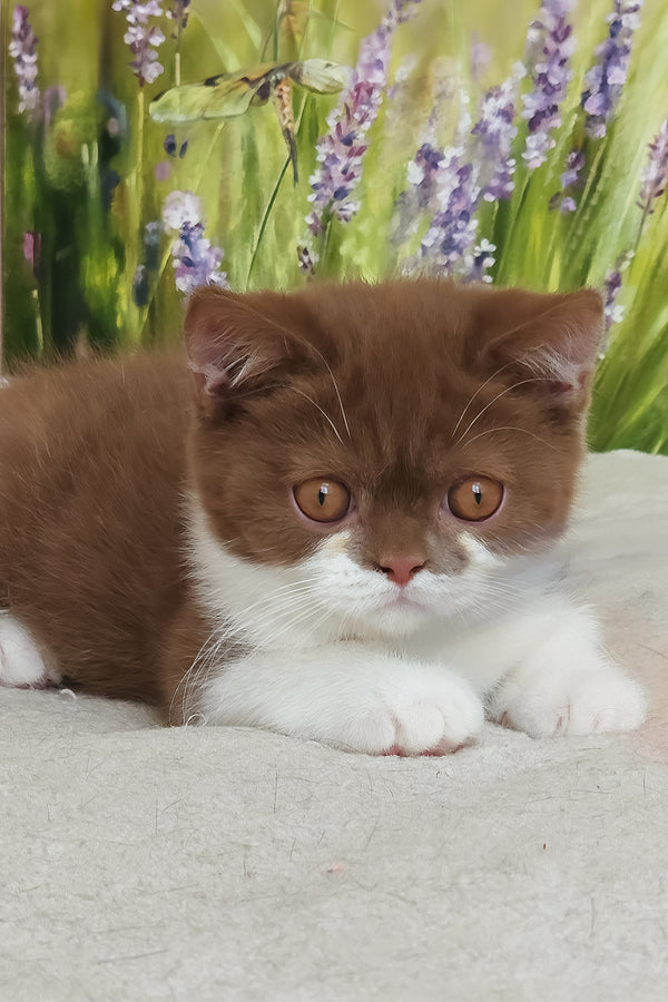 Armani | British Shorthair Kitten