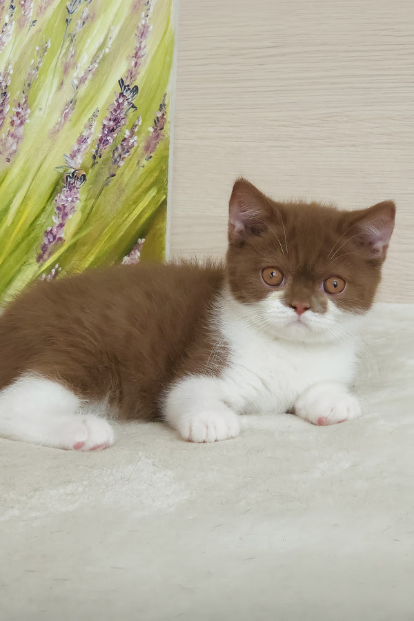 Armani | British Shorthair Kitten